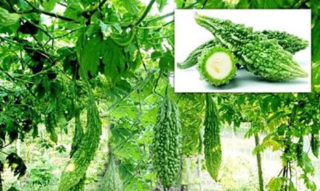করলা খাওয়ার উপকারিতা