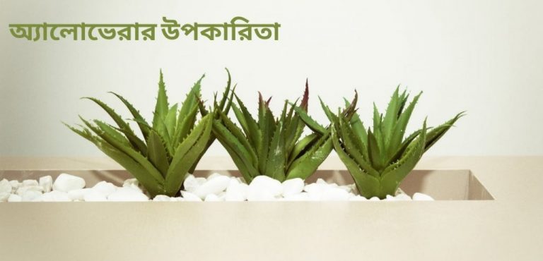এলোভেরার উপকারিতা