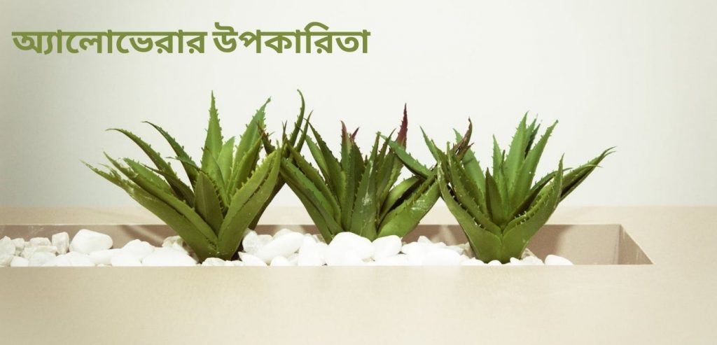 এলোভেরার উপকারিতা