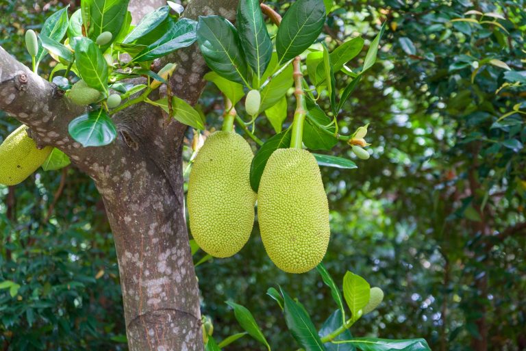 কাঁঠালের-উপকারিতা