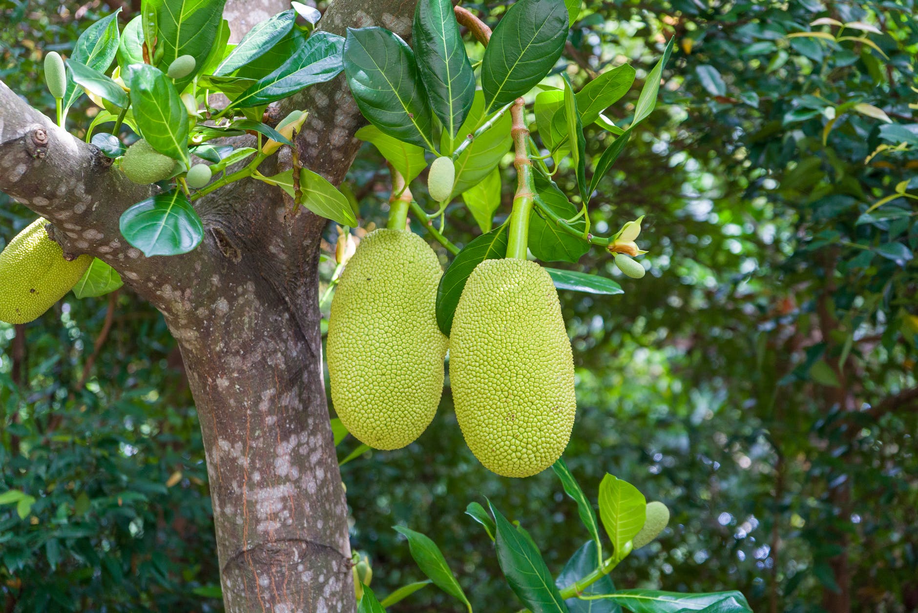 কাঁঠালের-উপকারিতা
