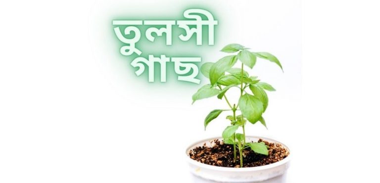 তুলসী গাছ