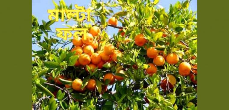 মালটা খাওয়ার উপকারিতা