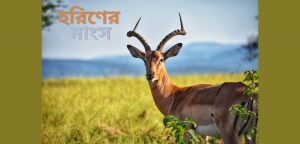 হরিণের মাংস