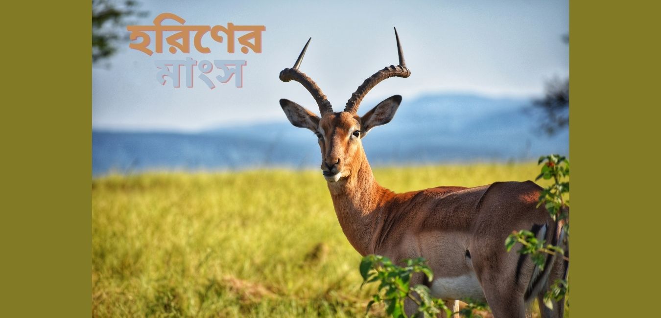 হরিণের মাংস