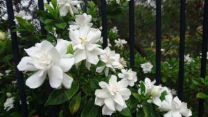 গন্ধরাজ ফুলের ছবি