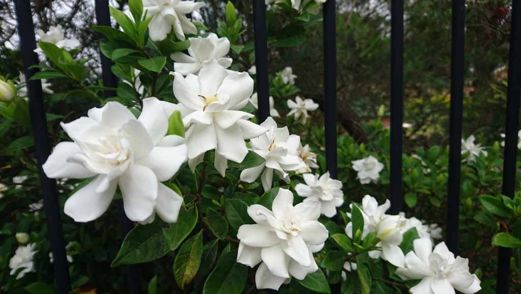 গন্ধরাজ ফুলের ছবি