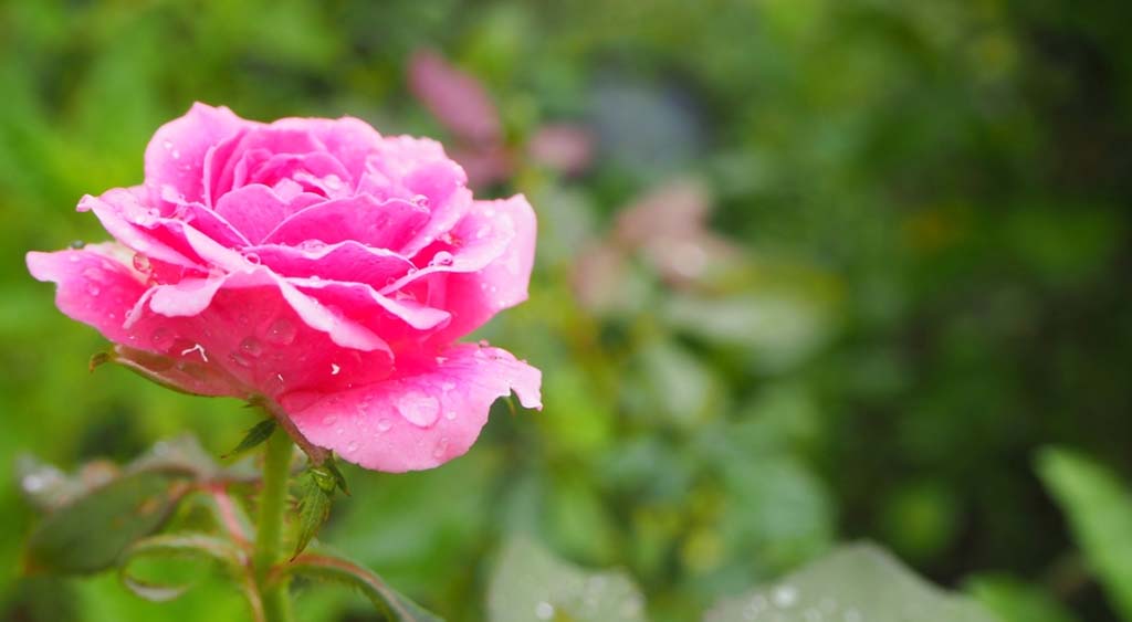 গোলাপ ফুলের ছবি