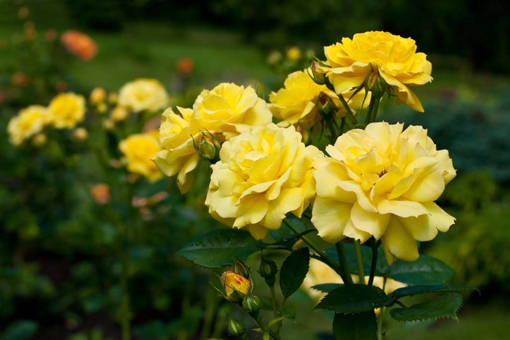 গোলাপ ফুলের ছবি