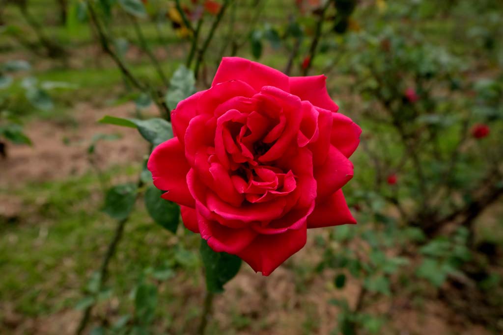 গোলাপ ফুলের ছবি