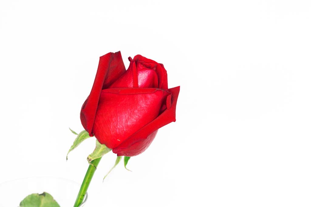 গোলাপ ফুলের ছবি