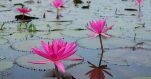 শাপলা ফুলের ছবি