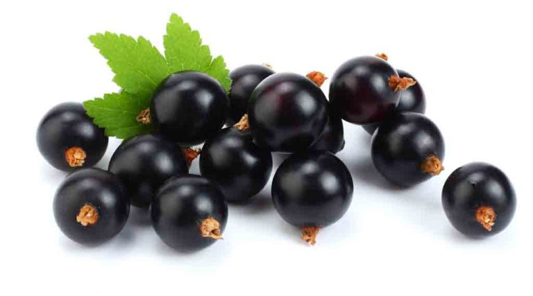 benefits of black currant