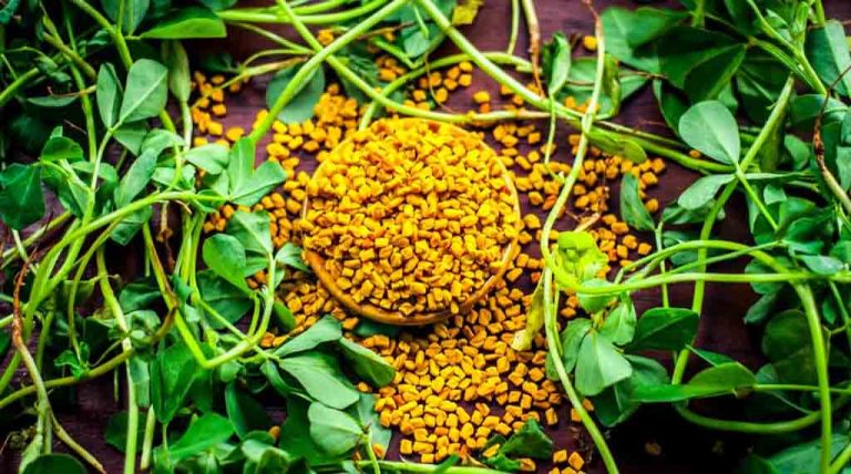 benefits of fenugreek