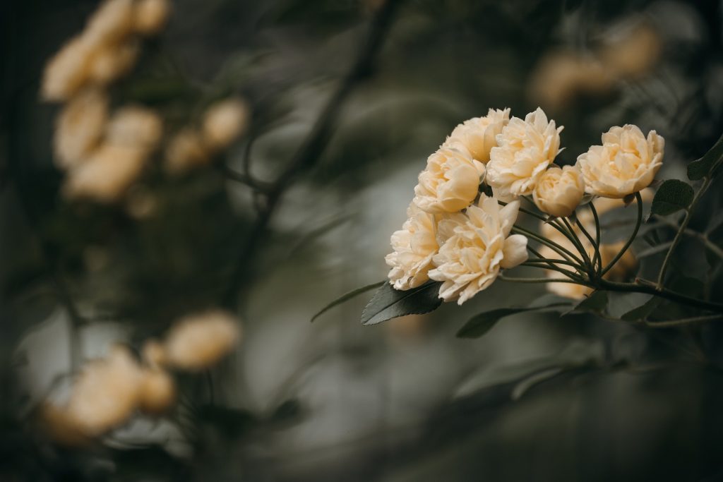 গোলাপ ফুল ছবি ডাউনলোড