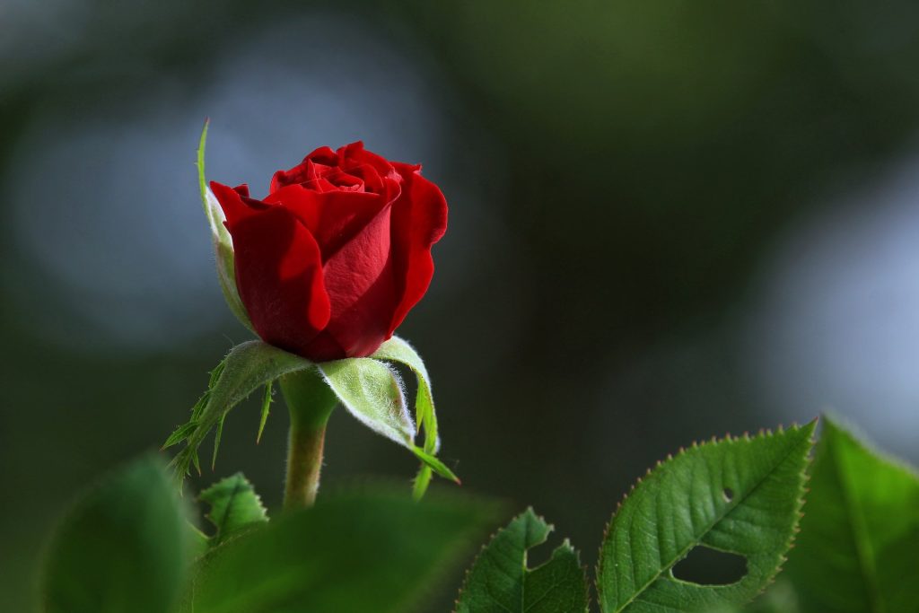 গোলাপ ফুল ছবি ডাউনলোড