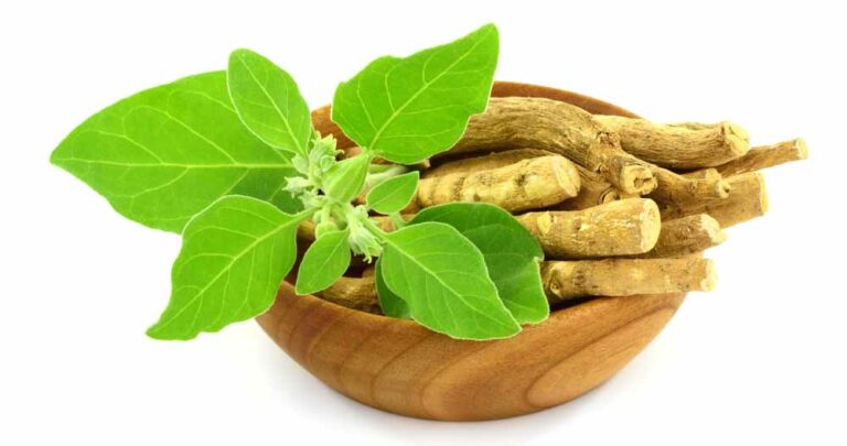অশ্বগন্ধার উপকারিতা ও অপকারিতা