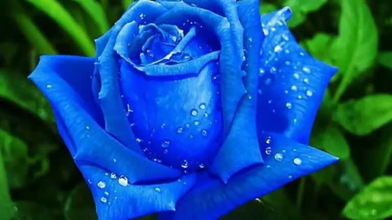 নীল গোলাপ ফুল