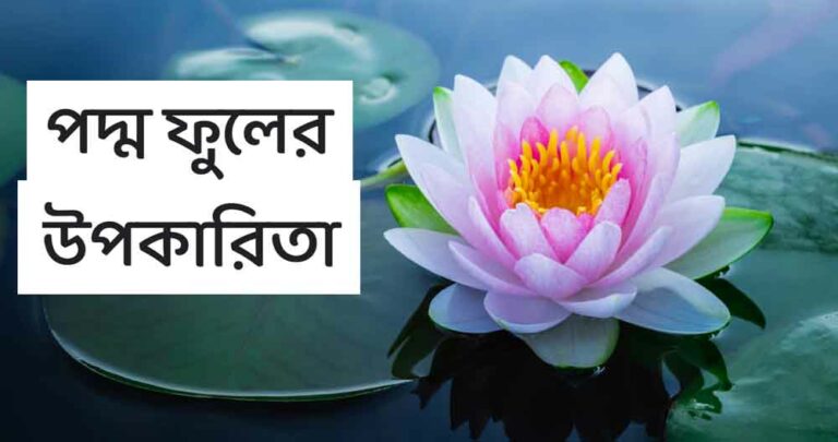 পদ্ম ফুলের উপকারিতা