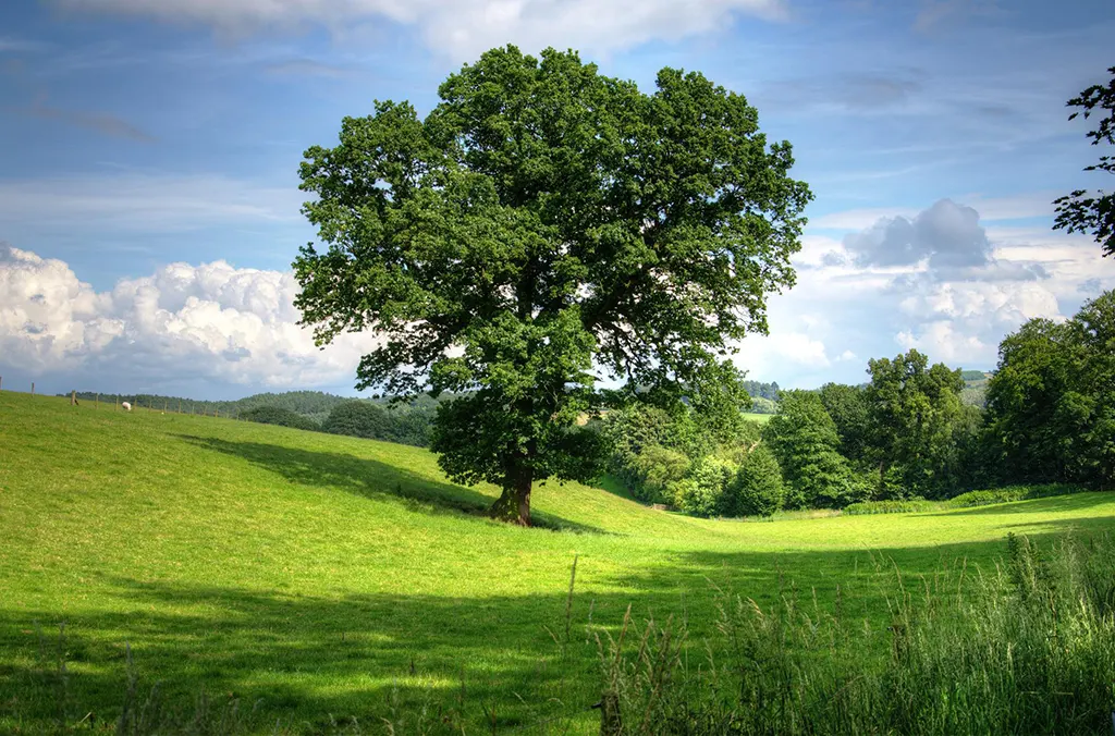 প্রাকৃতিক দৃশ্য