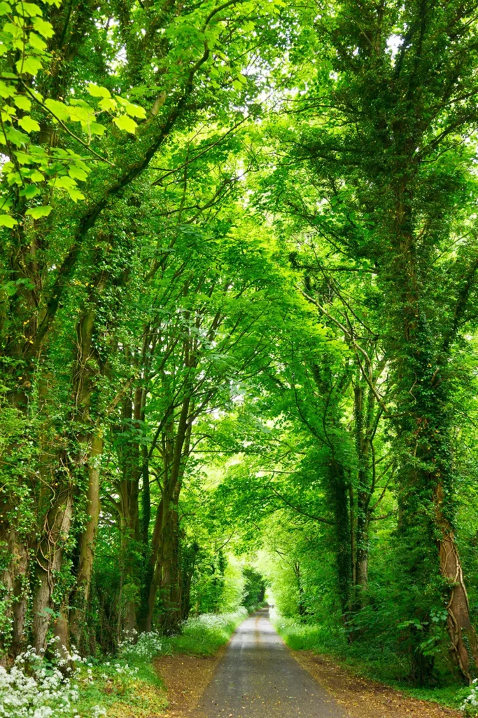 প্রাকৃতিক দৃশ্য