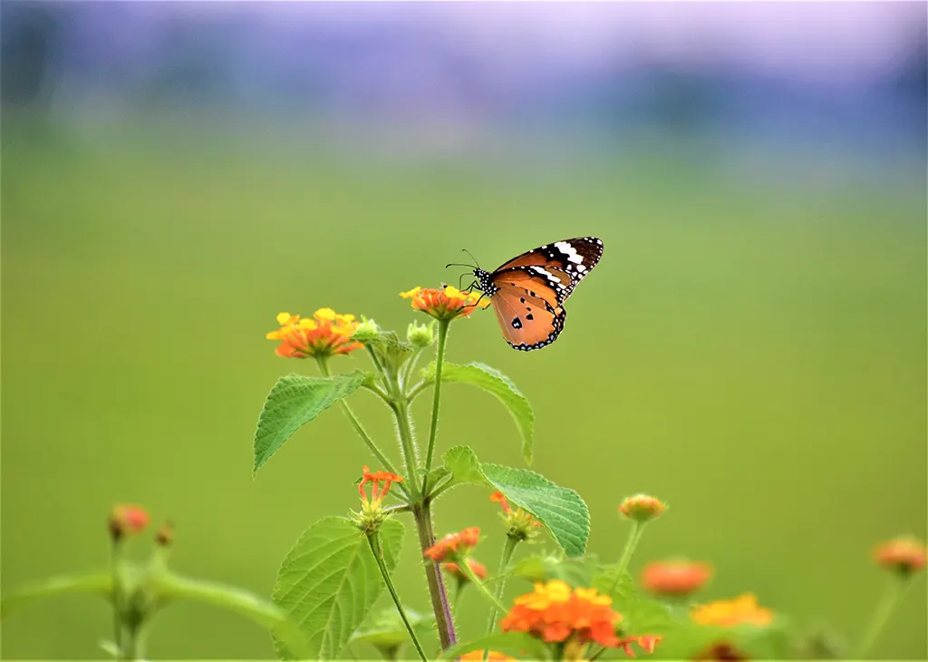 প্রাকৃতিক দৃশ্য