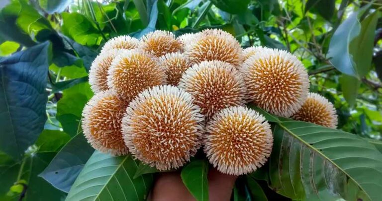 কদম ফুলের ছবি