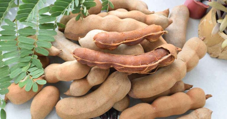গর্ভাবস্থায় তেঁতুল খাওয়া যাবে কি