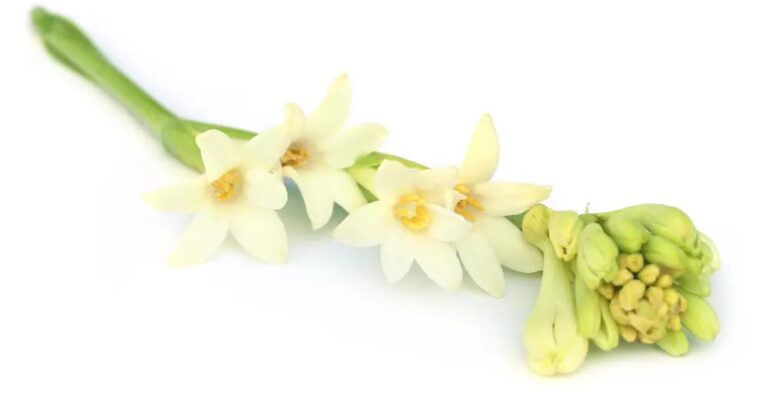 রজনীগন্ধা ফুলের ছবি