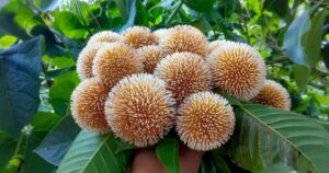 কদম ফুলের ছবি