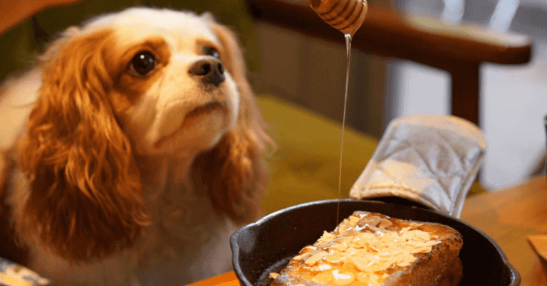 Can A Dog Have Honey