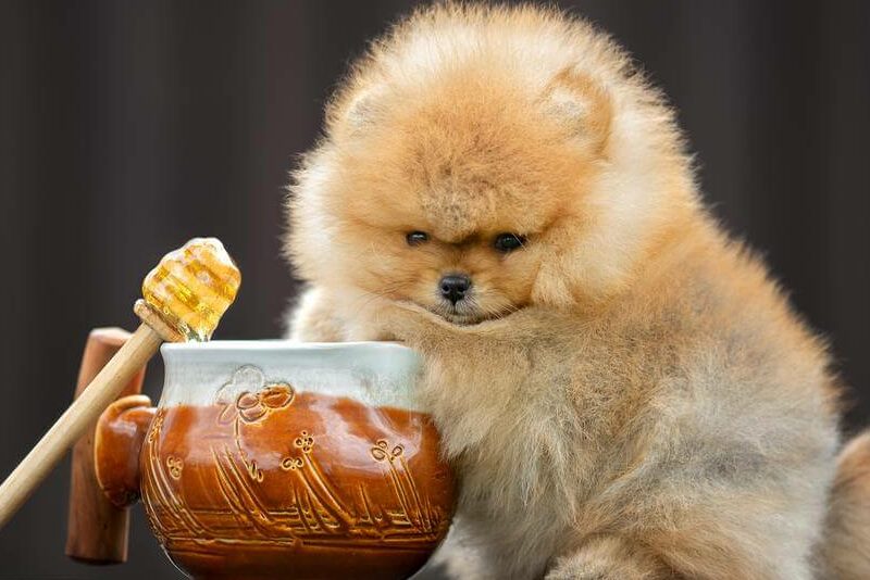 Introducing Honey to Your Dog
